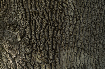Bark of old oak texture background