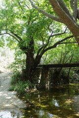 Obraz premium river in the forest