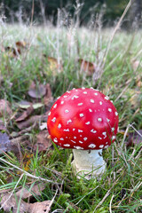 fly agaric mushroom