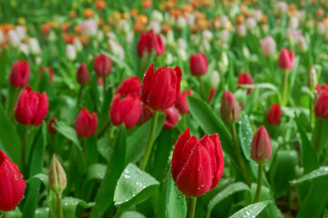 Obraz premium Colorful Tulips field in winter or spring,field of tulips in full bloom with various colors like pink, purple, yellow in the garden and pathway,tulip designs card.