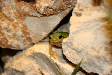frog under rocks