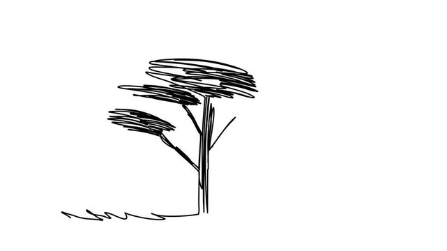 Tree sketch, one line drawing animation. Video clip with alpha channel.
