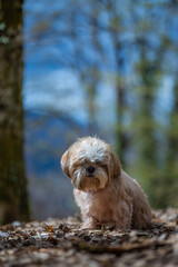 shih tzu dog walks in the mountains