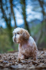 shih tzu dog walks in the mountains