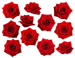 Obraz premium Collection of twelve red roses, various angles, isolated on white