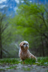 shih tzu dog walks in the mountains