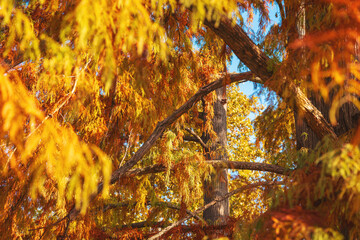 Colorful autumn foliage of Bald cypress treetop in park