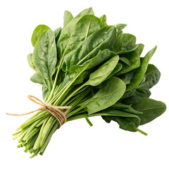 A whole single spinach bunch isolated on a transparent background