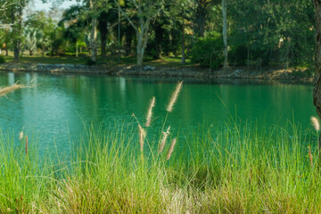 Summer landscape with blue lake in forest,Trees on lake bank,Landscape view of green grass,backyard panoramic view on a beautiful sunny day.