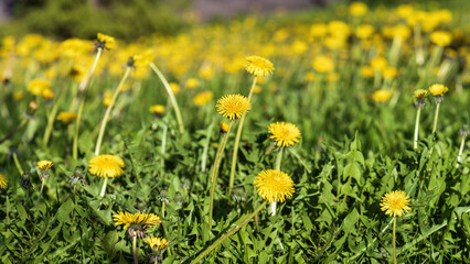 Obraz premium Yellow dandelions in a meadow, shallow depth of field.