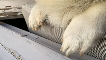 Fluffy canine paws dangle with quiet grace, evoking the serene comfort of Hygge and Dog...