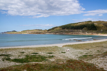 Atlantic coastline at Praia de Lourido, Muxía, Galicia, Spain. Panoramic beach view featuring soft dunes, calm sea, and a green pathway leading to the shore.