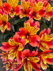 red and yellow flowers