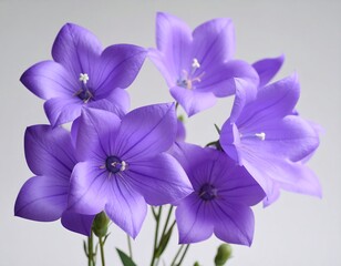Close-up of five light purple bell-shaped flowers against a neutral background