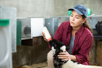 Farm worker feeding sheep milk at a livestock farm