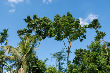 Obraz premium Blue sky with green trees from down to up