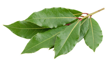 Obraz premium Bay laurel twig with mature leaves isolated on transparent background