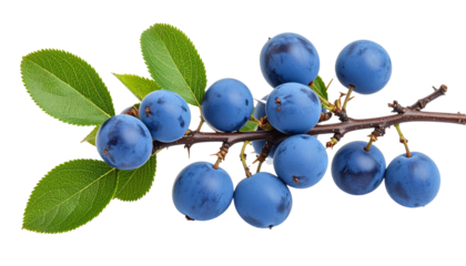 Blackthorn twig with sloe berries and spiny stems close up isolated on white background with clipping path