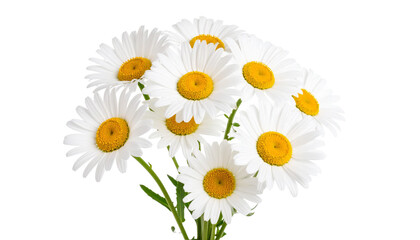 Fototapeta premium Bouquet of white daisies with yellow center on transparent background