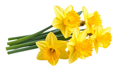 Fototapeta premium Bouquet of daffodils lying on a transparent background