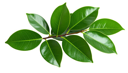 Glossy green ficus leaves on a twig isolated on transparent background