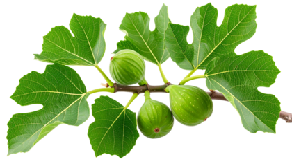 Fig tree twig with green figs and broad leaves isolated on white background with clipping path