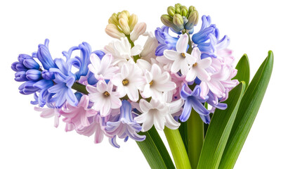 Naklejka premium Hyacinth stalk with fragrant flowers close up isolated on transparent background