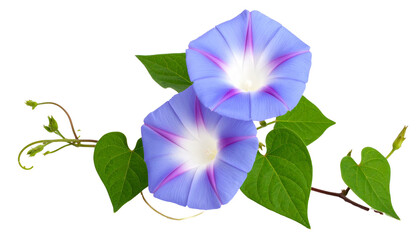 Morning glory vine twig blooming with blue and purple blossoms on transparent background