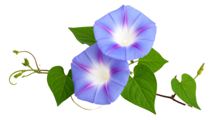 Morning glory vine twig blooming with blue and purple blossoms on transparent background