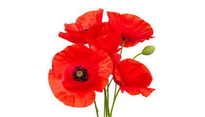 Obraz premium Red poppy flowers blooming with transparent background