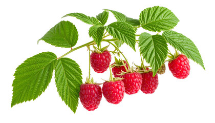Raspberry cane with red fruits and green leaves isolated on white background