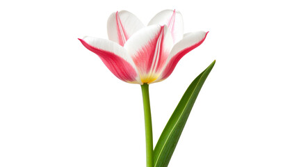 Naklejka premium Pink and white tulip with stem and leaf isolated on transparent background