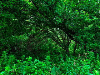Scenic view of a lush green forest under a clear blue sky. Dense foliage, tall trees, and vibrant...