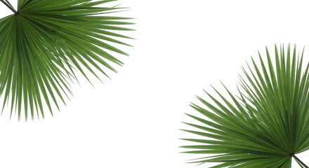 Fototapeta premium Vibrant green palm fronds frame on a cutout background. 