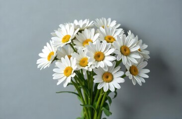 Daisies on a gray background
