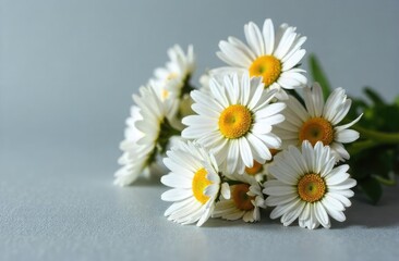 Bouquet of white daisies on a gray background