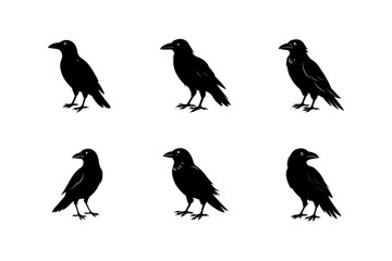 crow black silhouette on white background