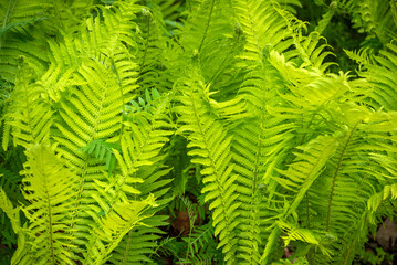 Close-up of vibrant green fern foliage illuminated by sunshine, showcasing detailed patterns and textures in a fresh and lively forest atmosphere.