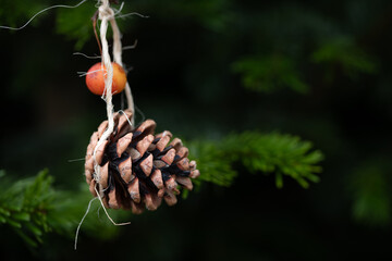 Close-up of a small spruce cone hanging as a tree decoration on a conifer. It's Christmas.