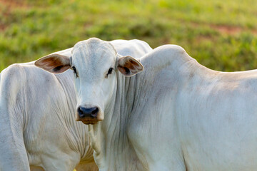 Nelore ox portrait on pasture in Brazil © Murilo