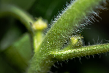 Macro View of a Sunflower with Detailed Structures