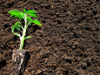       Seedlings with strong roots side by side                         