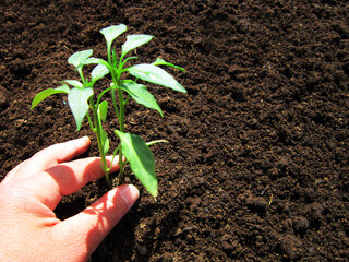     Human hands planting pepper sprouts in the field.                           