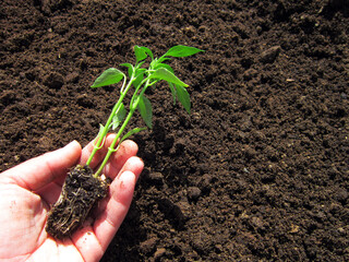     Human hands planting pepper sprouts in the field.                           