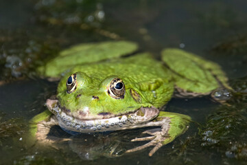 The Marsh Frog (Pelophylax ridibundus).