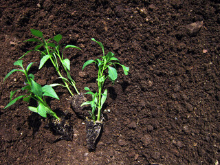            Seedlings with strong roots side by side                                                   