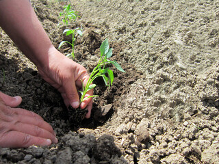     Human hands planting pepper sprouts in the field.                           