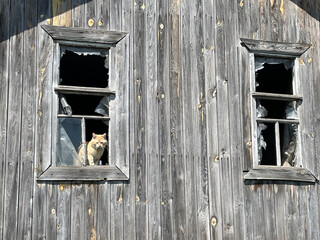 Red cat looks old window. A cat sits on the window of an old house with cracked walls