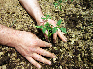    Human hands planting tomato sprouts in a field.                            