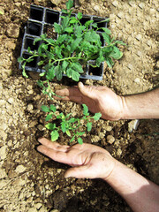    Human hands planting tomato sprouts in a field.                            